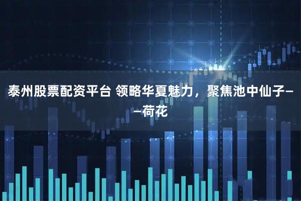 泰州股票配资平台 领略华夏魅力，聚焦池中仙子——荷花